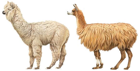 Клип арт альпака в колпаке