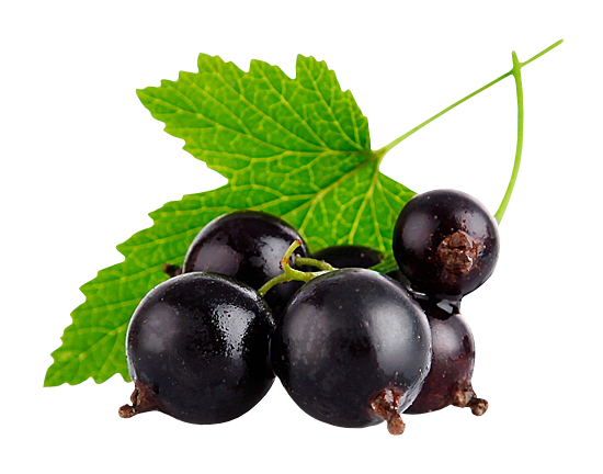 Смородина чёрная