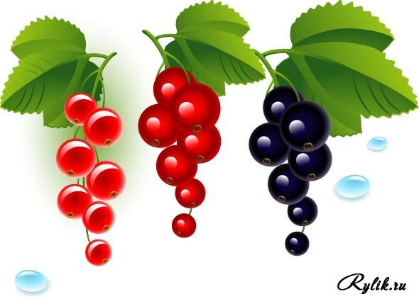 Смородина вектор