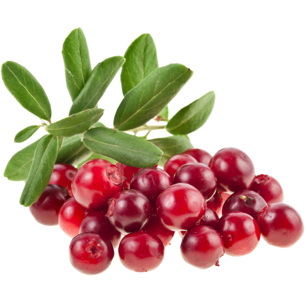 Клюква на белом фоне