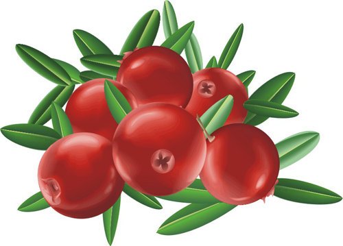 Клюква для детей