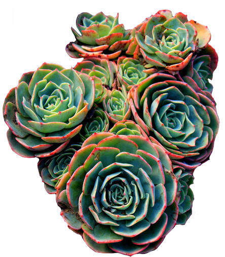 Цветы сверху