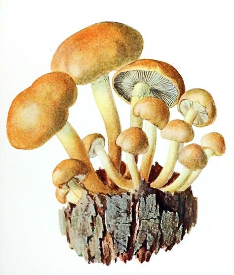 Ложные опята гриб рисунок
