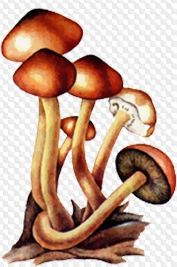 Ложные опята гриб рисунок