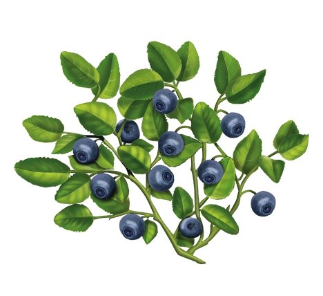 Куст черники на белом фоне