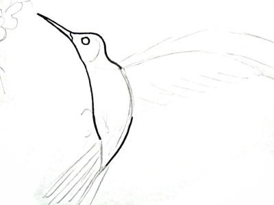 Колибри рисунок пошагово карандашом для начинающих