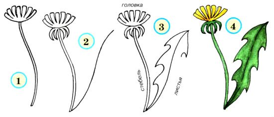 Этапы рисования одуванчика для детей