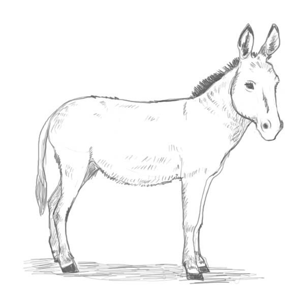 Рисование ослика