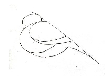 Этапы рисования снегиря