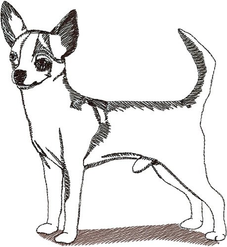 Анатомия чихуахуа для рисования