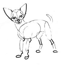 Рисунок чихуахуа карандашом поэтапно