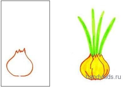Посадка репчатого лука в средней группе