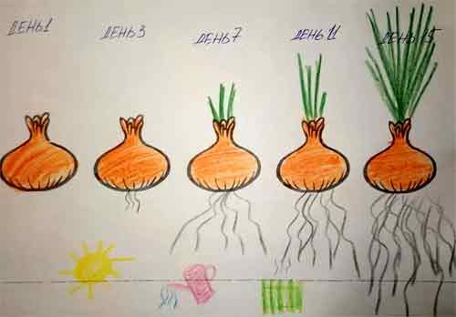Фазы прорастания лука