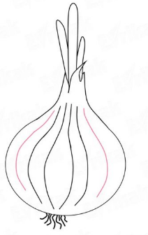 Луковица карандашом