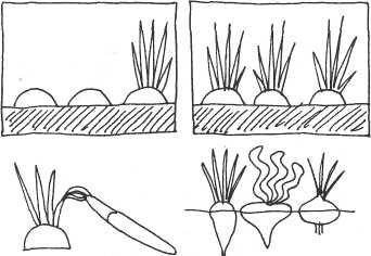 Посадка лука раскраска