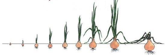 Фазы роста и развития лука репчатого