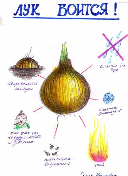 Схема роста лука