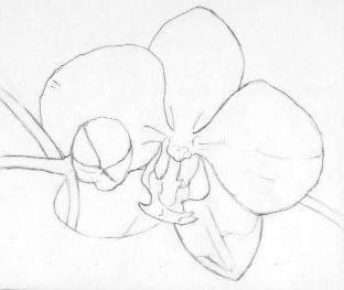 Рисовать орхидею в горшке как правильно нарисовать поэтапно легко