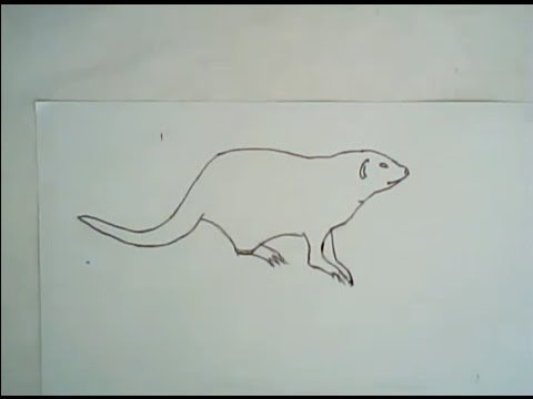 Мангуст рисунок карандашом легкий