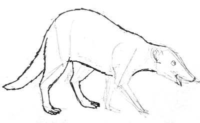 Рисуем мангуста поэтапно