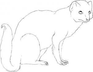 Срисовка мангуста