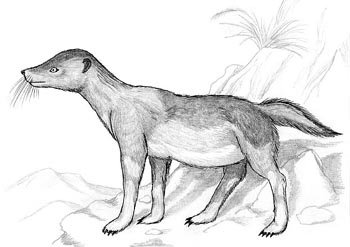 Изо рисуем мангуста