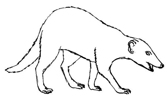 Мангуста Житков раскраска