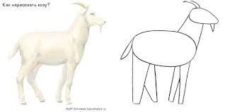 Рисование козы в старшей группе