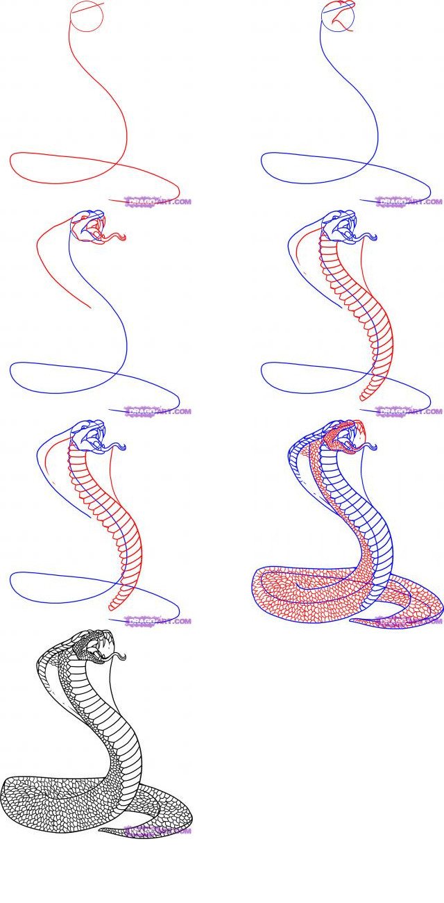 Легкий рисунок змей. Змея карандашом. Змея поэтапное рисование. Змея карандашом для срисовки. Пошагово рисунок змеи..