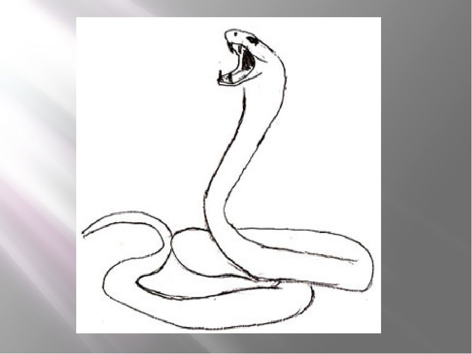 Легкий рисунок змей. Рисунки змей. Змея рисунок карандашом для срисовки. Змеи карандашом. Поэтапное рисование змеи.