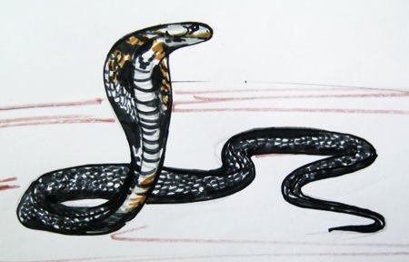 Индийская Кобра рисунок карандашом