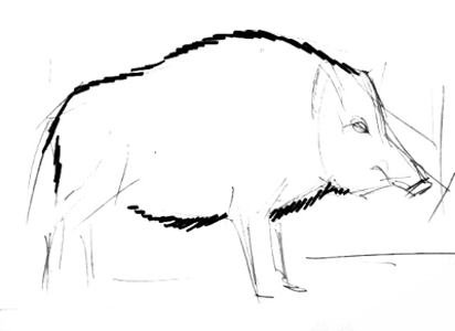 Легкий набросок кабана