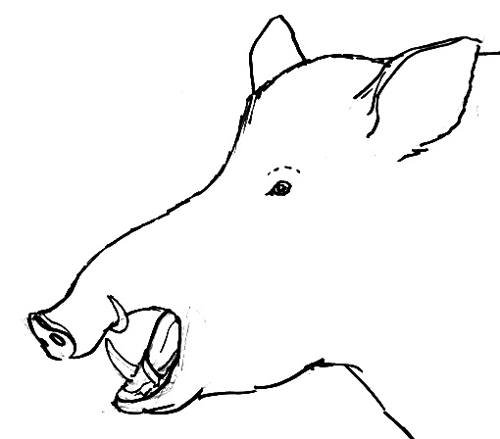 Голова кабана рисунок карандашом