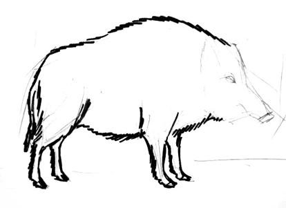 Поэтапное рисование кабана