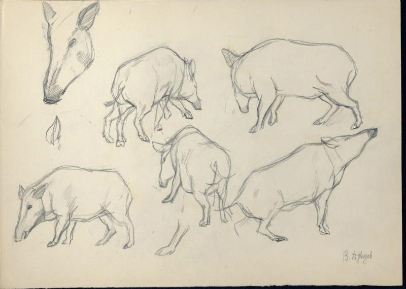 Нарисовать рисунок кабан. Кабан набросок. Лёгкая зарисовка кабана. Зарисовки животных свиней. Поэтапное рисование кабана.