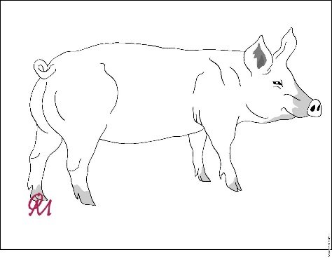 Рисунок кабана по этапам