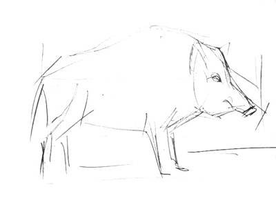 Наброски кабана карандашом