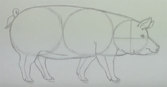 Свинья рисунок карандашом поэтапно