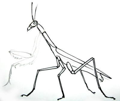 Пошаговый рисунок богомола