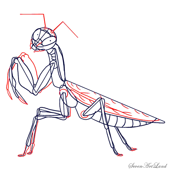 Богомол карандашом