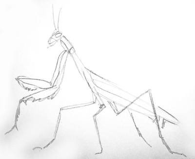 Эскиз богомола карандашом