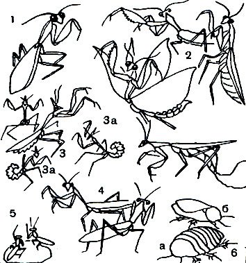 Богомол раскраска