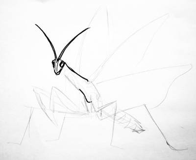 Анатомия богомола