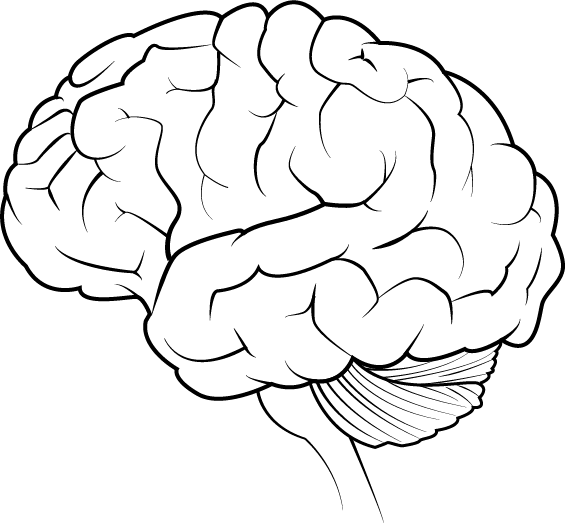 Мозг контур