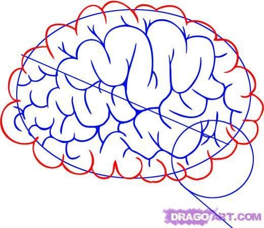 Мозг нарисовать поэтапно