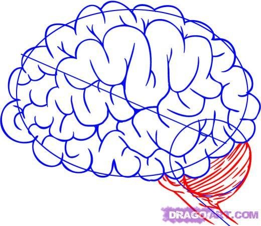 Как нарисовать мозг