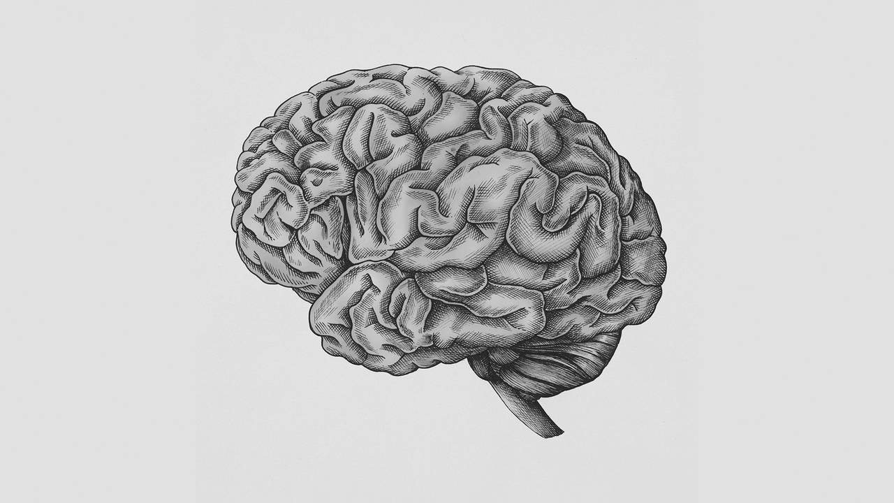 Brain 59. Мозг карандашом. Мозг рисунок. Мозг нарисованный. Поэтапное рисование мозга.