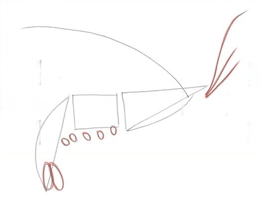 Пошаговый рисунок креветка для начинающих