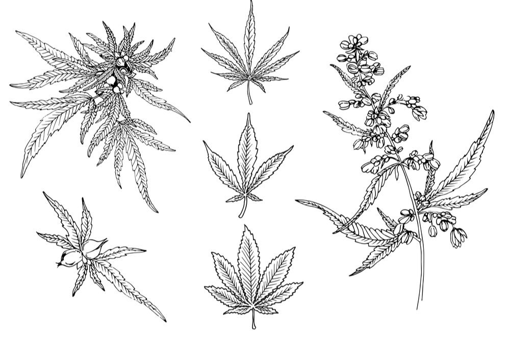 Как научиться рисовать марихуану курение травки влияние