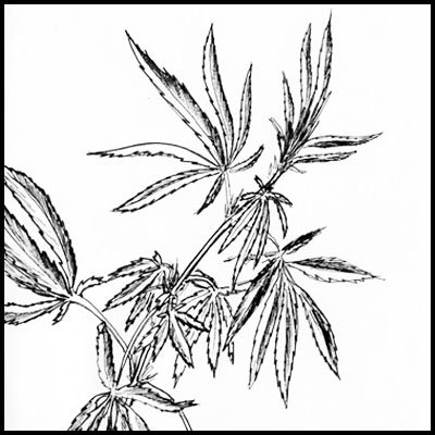 Поэтапное рисование конопли